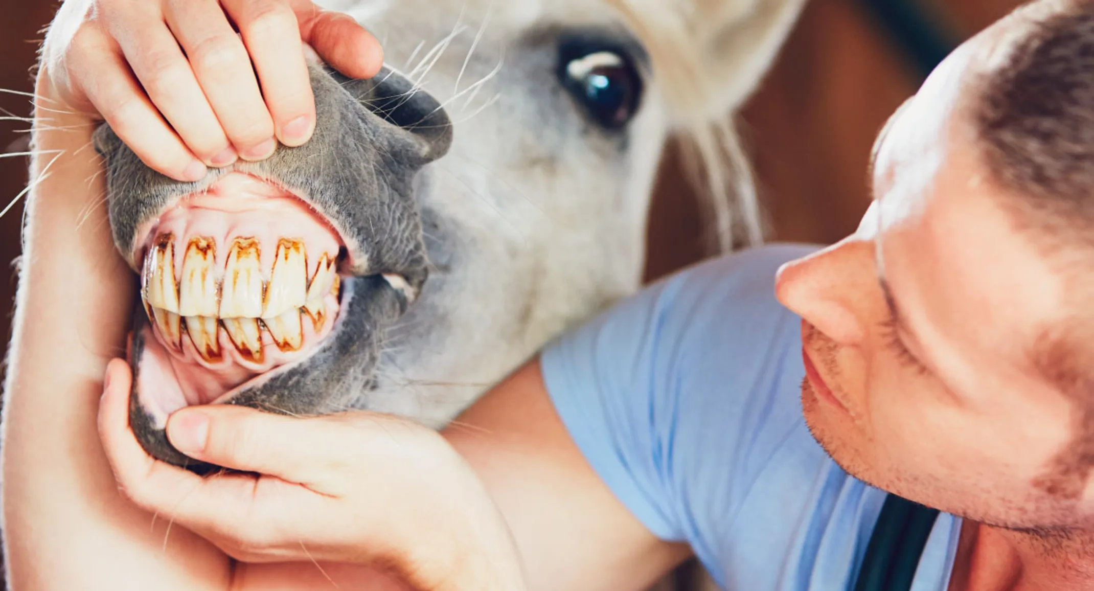 Dental Examine Horse with Doctor